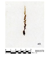 藏品(日本走燈苔)的圖片